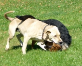 Pension_43