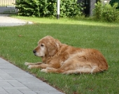 Pension_36