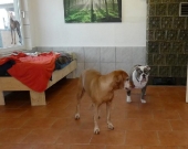 Pension_9