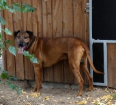 Pension_2