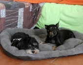 Pension_33