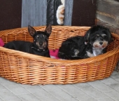 Pension_39