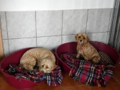 Pension_10