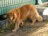 Pension_1