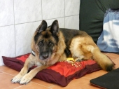 Pension_29