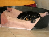Pension_2