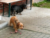 Pension_76