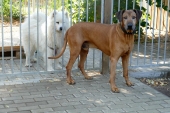 Pension_102