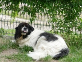 Pension_111