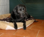 Pension_37
