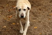 Pension_27