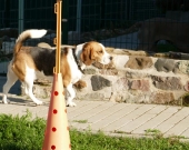 Pension_31