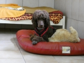Pension_42