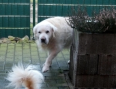 Pension_2