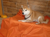 Pension_33