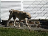 Pension_4