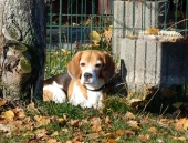 Pension_12