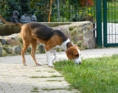 Pension_1