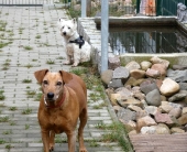 Pension_20
