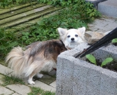Pension_38