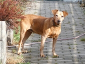 Pension_2
