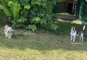 Pension_35