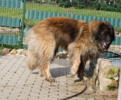 Pension_41