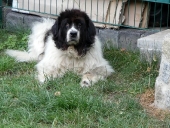 Pension_11