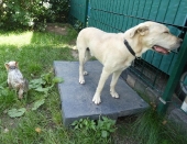 Pension_2