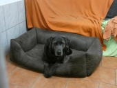 Pension_29