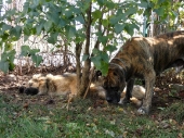Pension_44