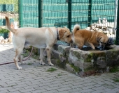 Pension_47
