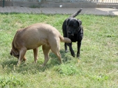 Pension_54