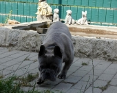 Pension_62