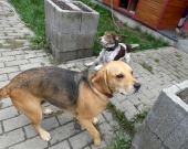 Pension_33