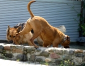 Pension_37