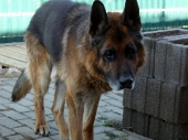 Pension_46