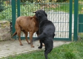 Pension_4