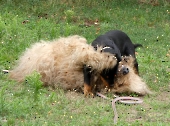 Pension_3