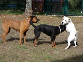 Pension_2