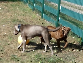 Pension_77
