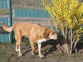 Pension_1