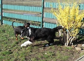 Pension_20