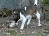 Pension_44