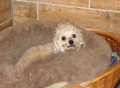 Pension_49