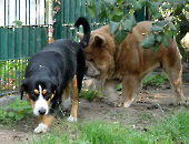 Pension_40