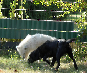 Pension_11