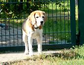 Pension_1