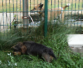 Pension_29