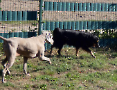Pension_29